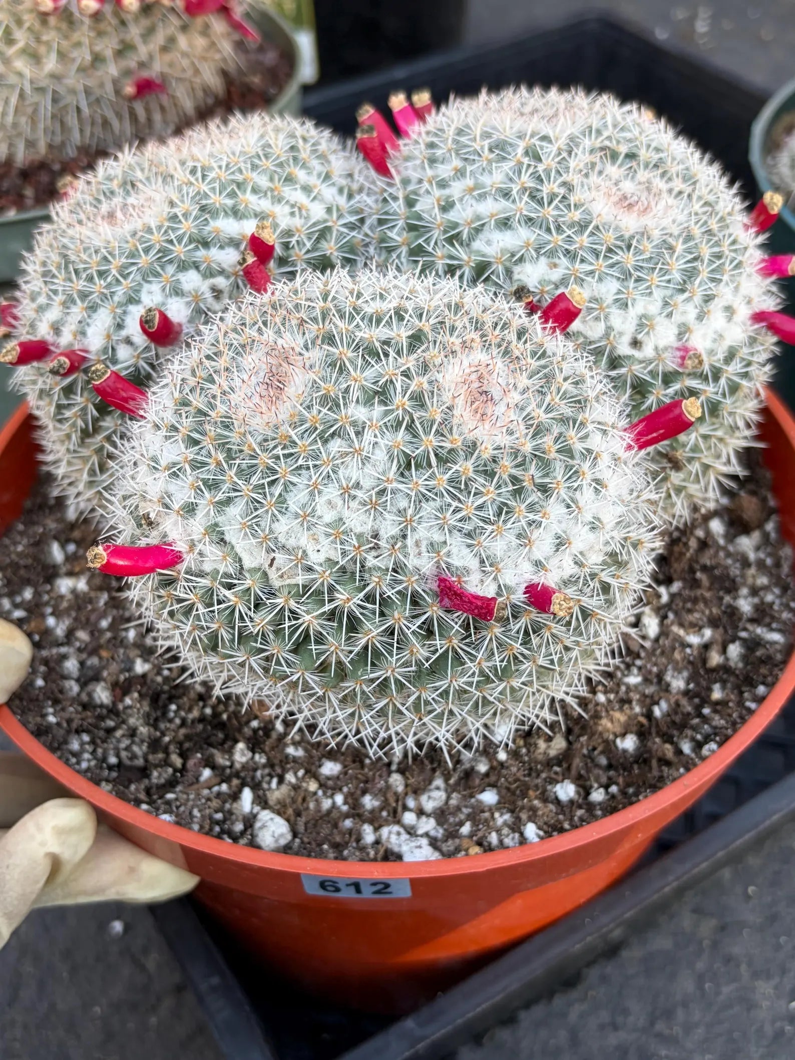 Mammillaria Owl Eye Cluster | Rare Live Cactus Specimen #612