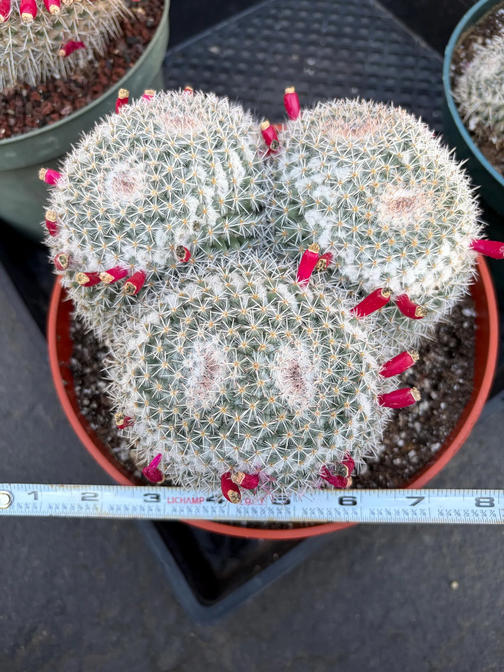 Mammillaria Owl Eye Cluster | Rare Live Cactus Specimen #612