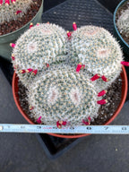 Mammillaria Owl Eye Cluster | Rare Live Cactus Specimen #612