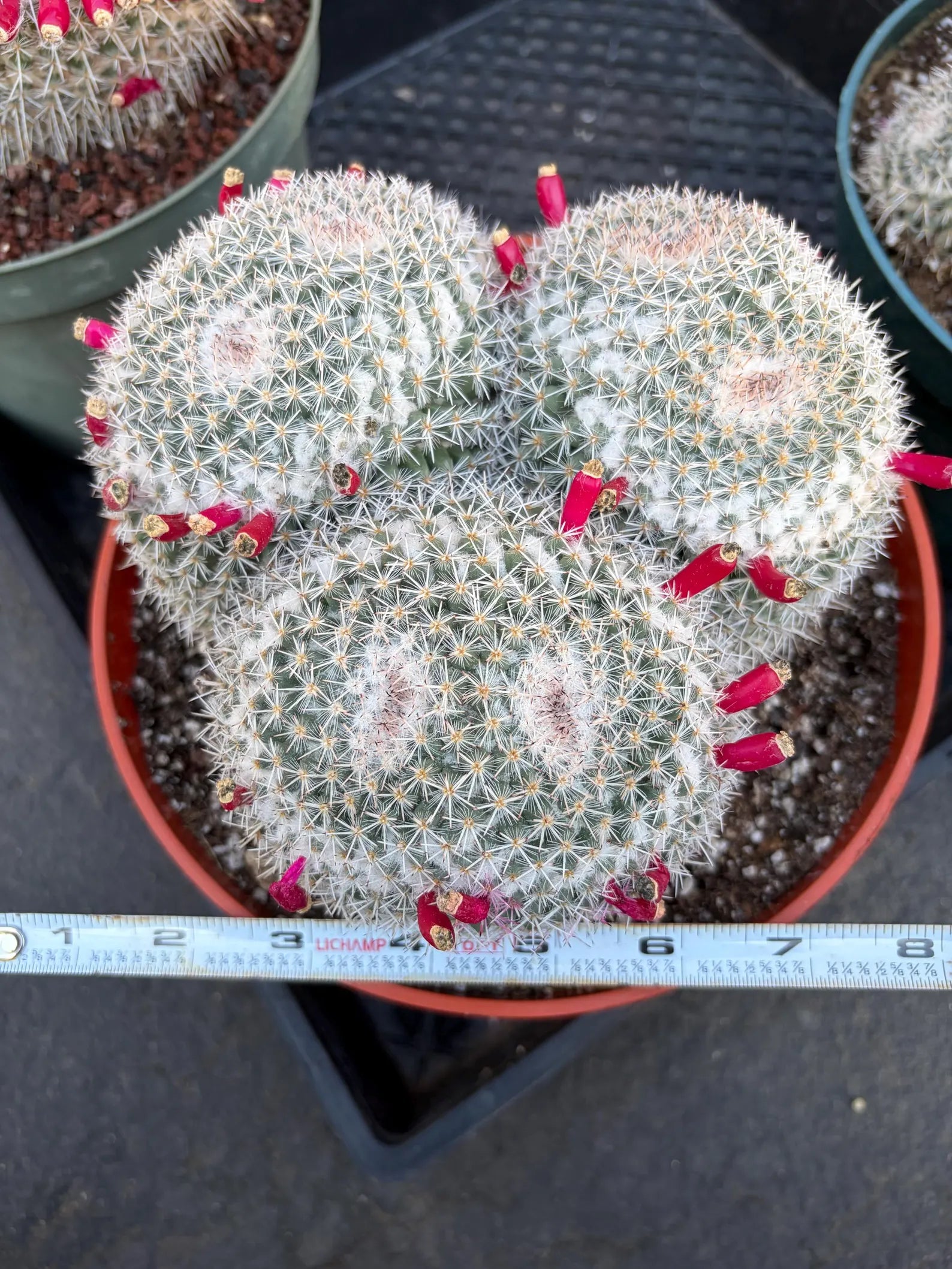 Mammillaria Owl Eye Cluster | Rare Live Cactus Specimen #612