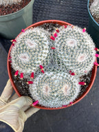 Mammillaria Owl Eye Cluster | Rare Live Cactus Specimen #612
