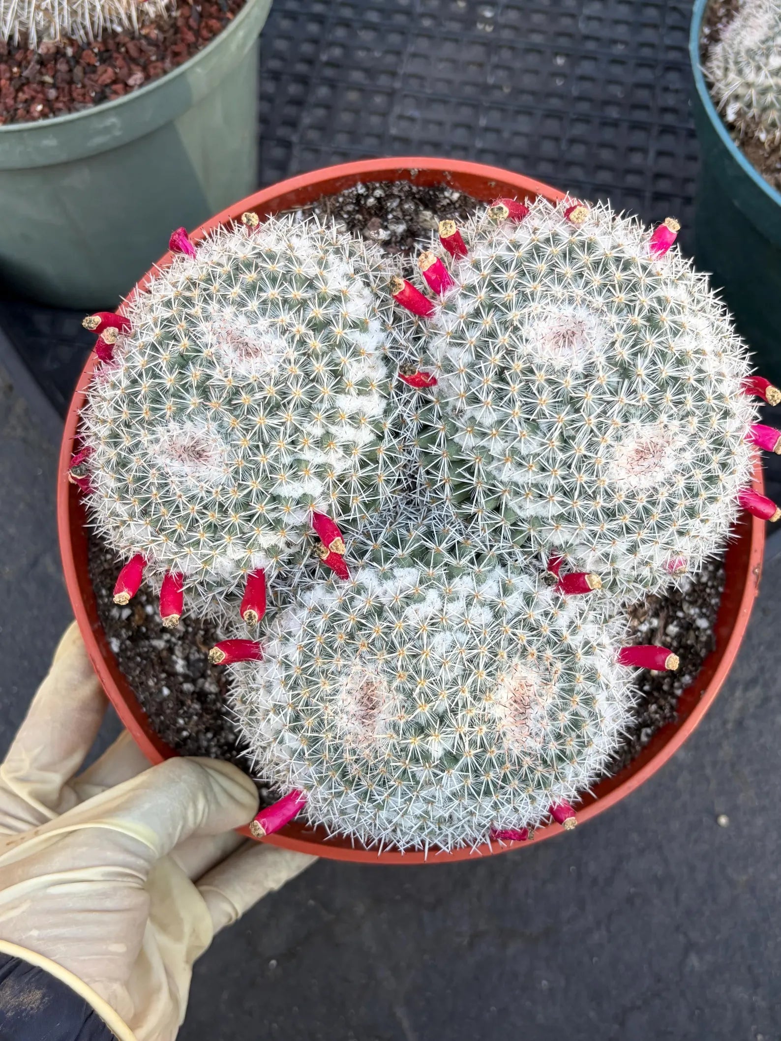 Mammillaria Owl Eye Cluster | Rare Live Cactus Specimen #612