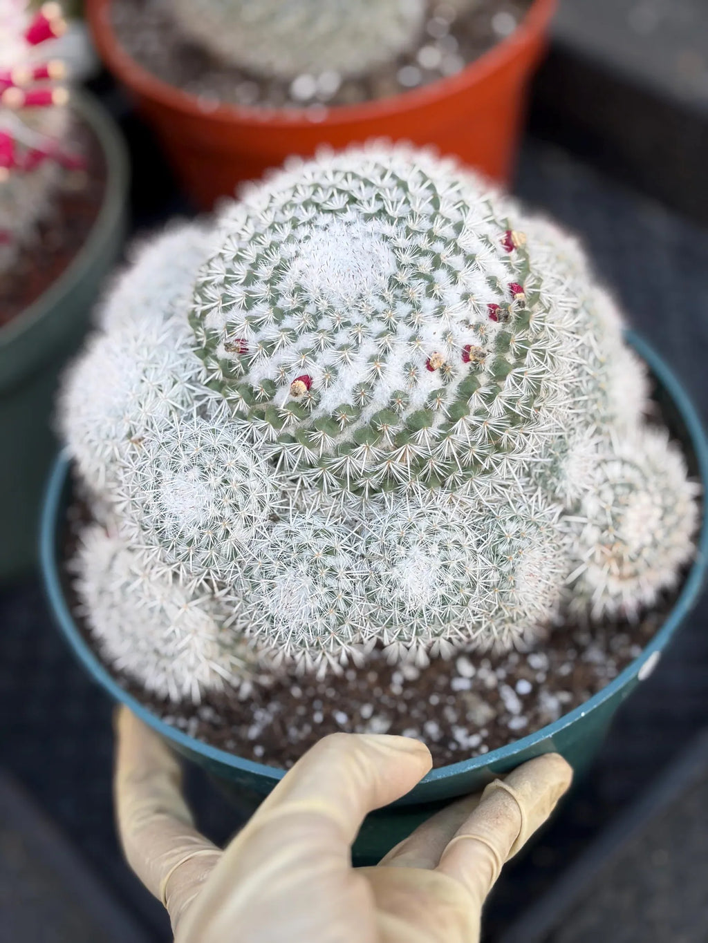 Mammillaria Geminispina Cluster | Rare Live Specimen Cactus #609