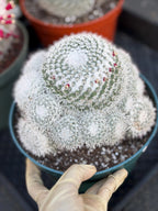 Mammillaria Geminispina Cluster | Rare Live Specimen Cactus #609