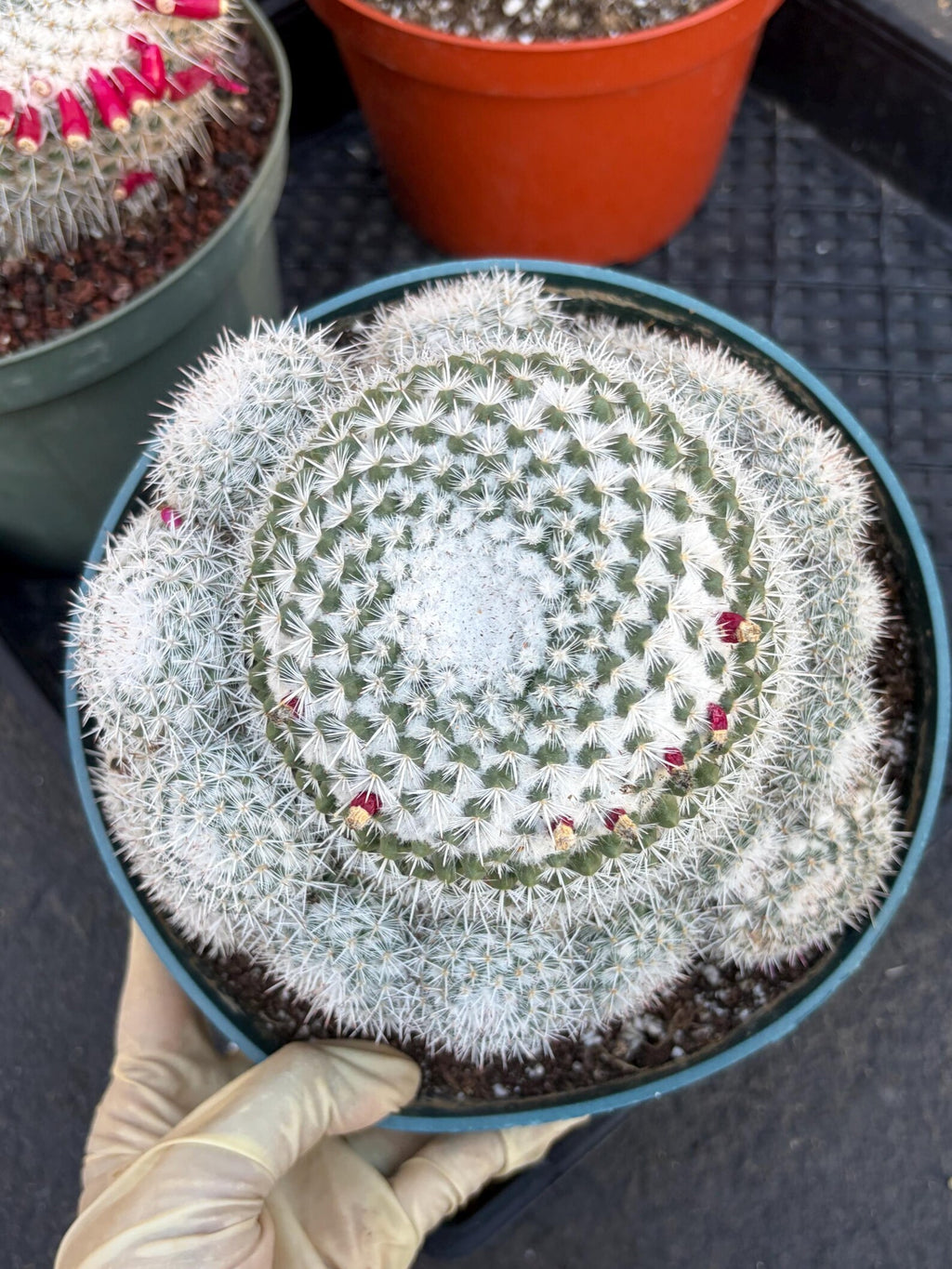 Mammillaria Geminispina Cluster | Rare Live Specimen Cactus #609