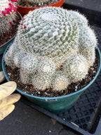 Mammillaria Geminispina Cluster | Rare Live Specimen Cactus #609