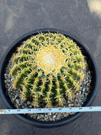 Echinocactus Grusonii Short Spine | Rare Cactus | Live Cactus