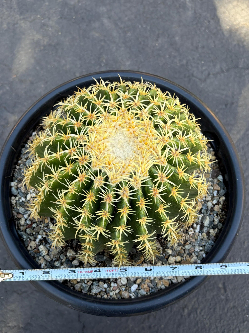 Echinocactus Grusonii Short Spine | Rare Live Cactus #589