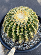 Echinocactus Grusonii Short Spine | Rare Live Cactus #589