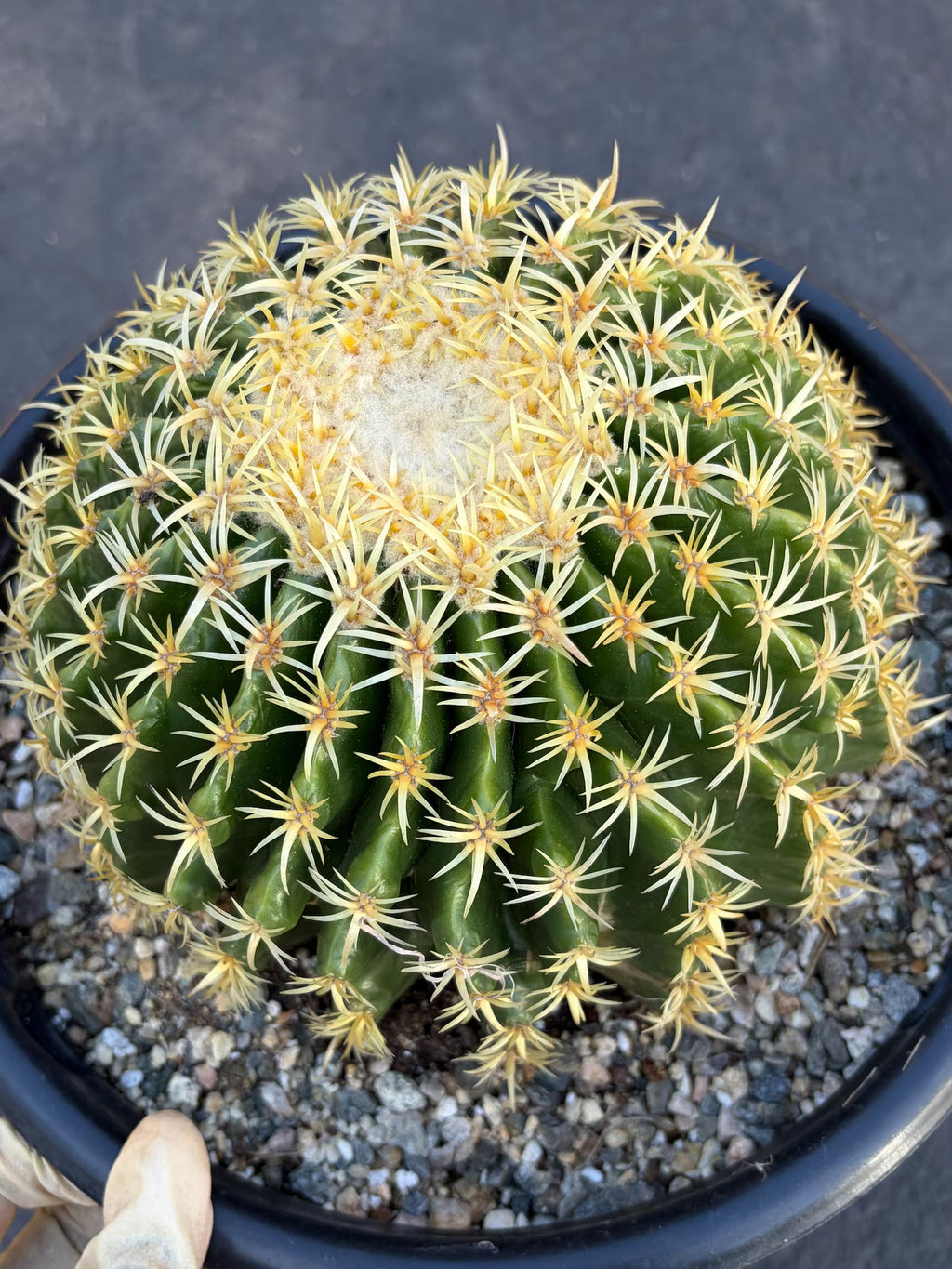 Echinocactus Grusonii Short Spine | Rare Live Cactus #589