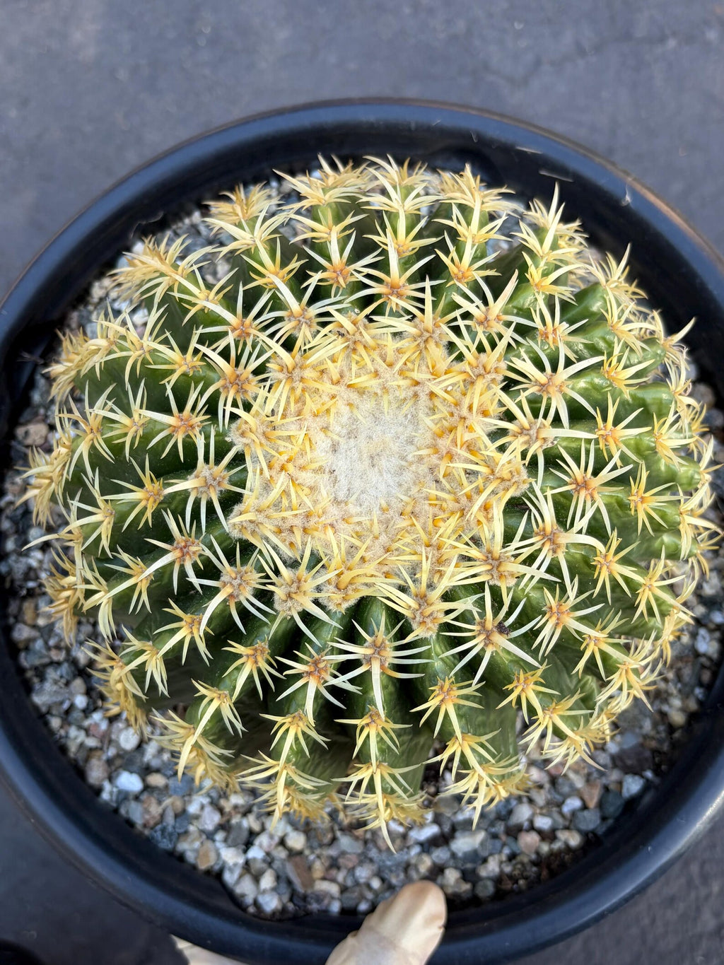 Echinocactus Grusonii Short Spine | Rare Cactus | Live Cactus