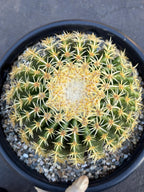 Echinocactus Grusonii Short Spine | Rare Cactus | Live Cactus