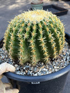 Echinocactus Grusonii Short Spine | Rare Live Cactus #589