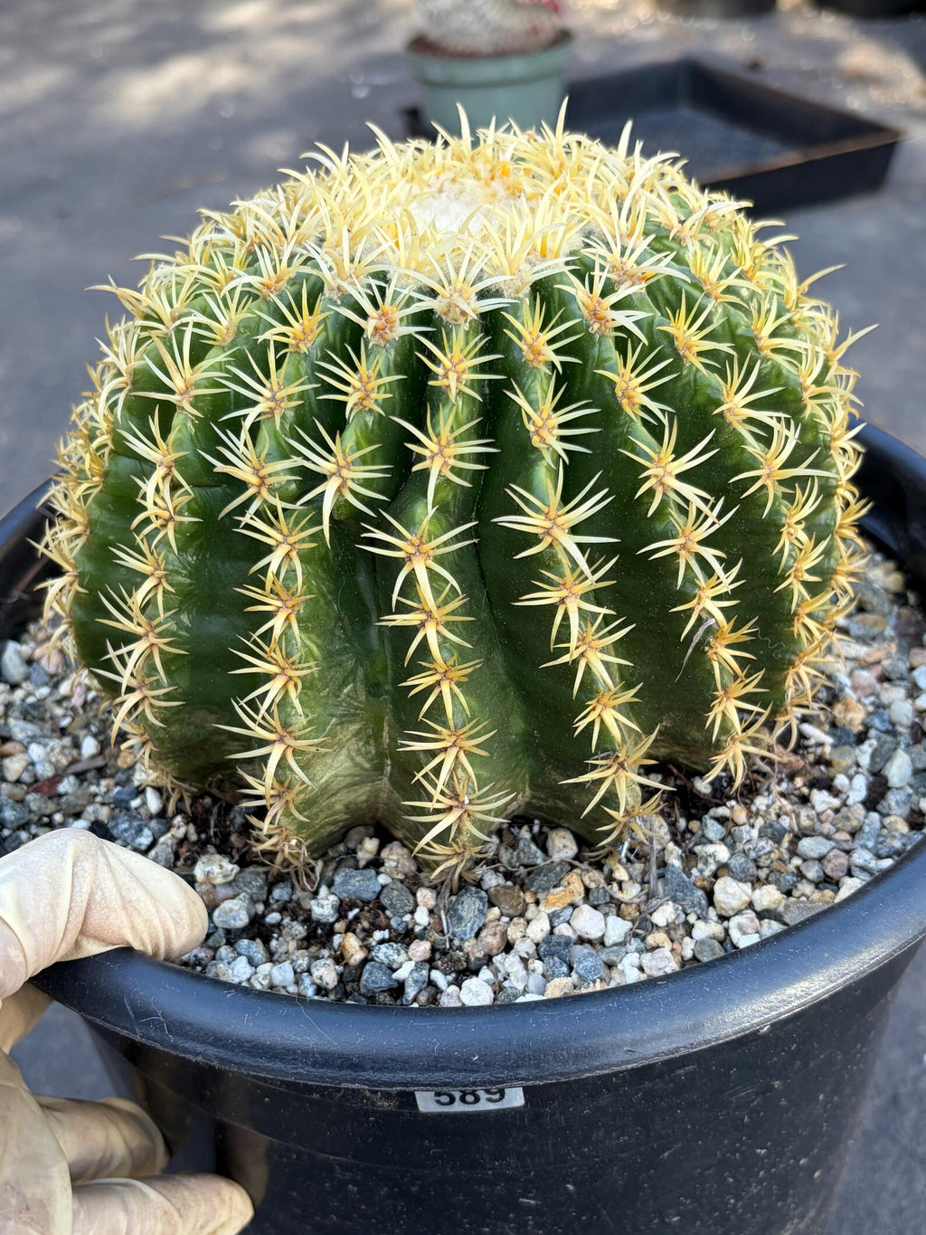 Echinocactus Grusonii Short Spine | Rare Cactus | Live Cactus