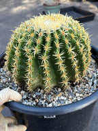 Echinocactus Grusonii Short Spine | Rare Cactus | Live Cactus