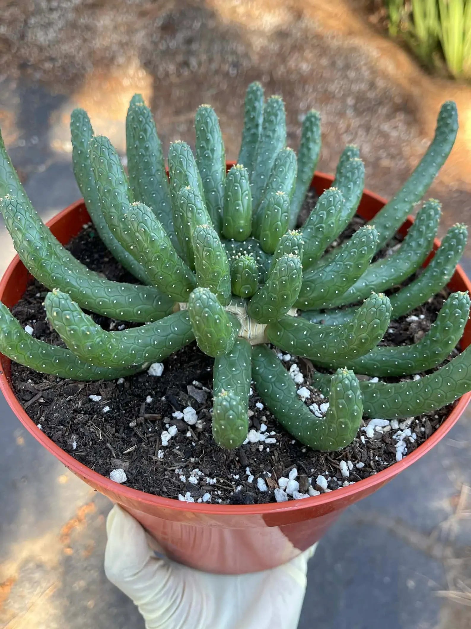 8” Euphorbia Medusa Inermis | Rare Easy Care Cactus | Live Succulent