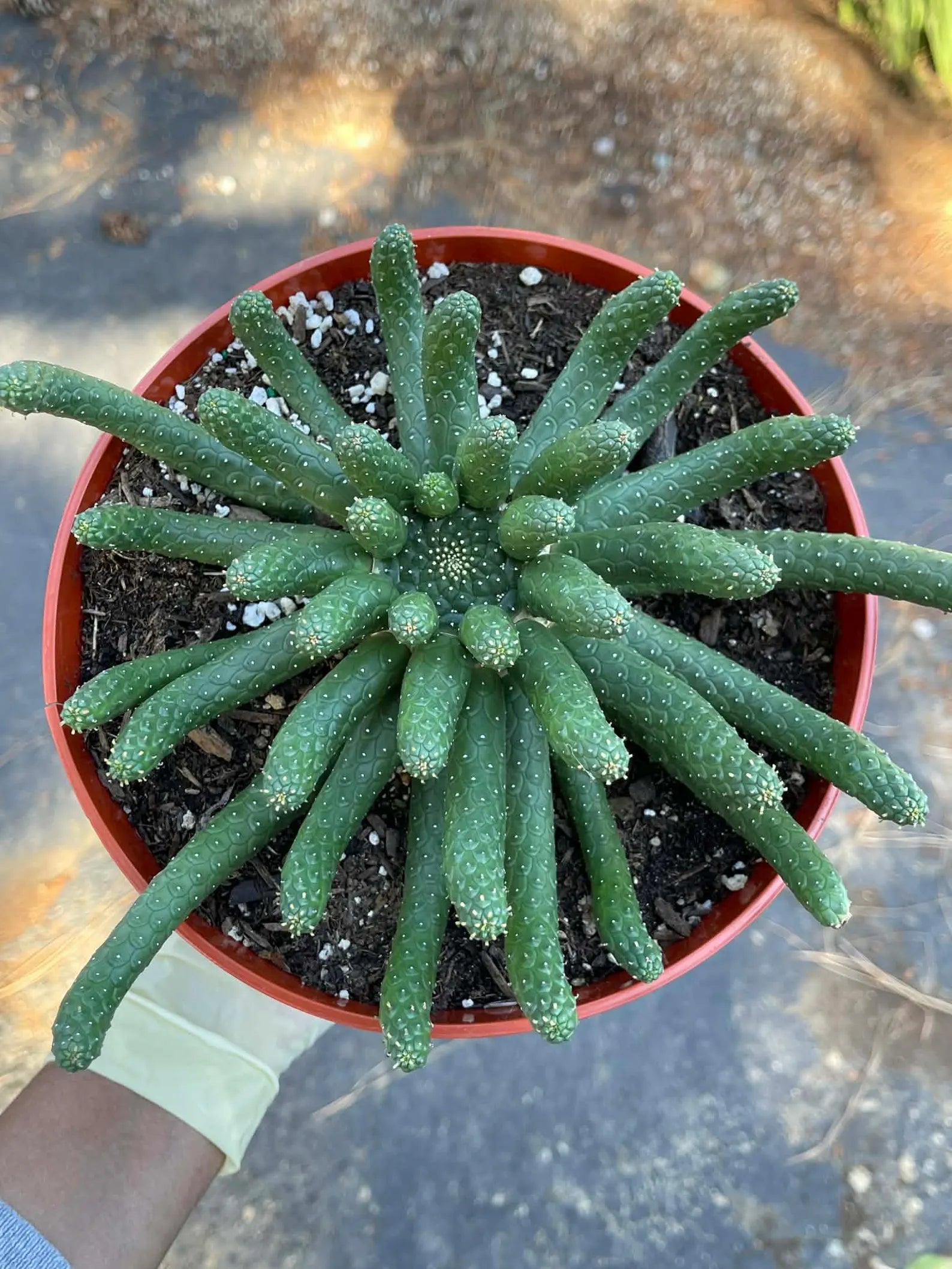 8” Euphorbia Medusa Inermis | Rare Easy Care Cactus | Live Succulent