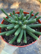 8” Euphorbia Medusa Inermis | Rare Easy Care Cactus | Live Succulent