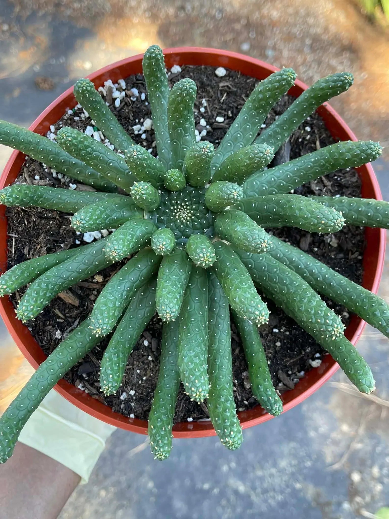 8” Euphorbia Medusa Inermis | Rare Easy Care Cactus | Live Succulent