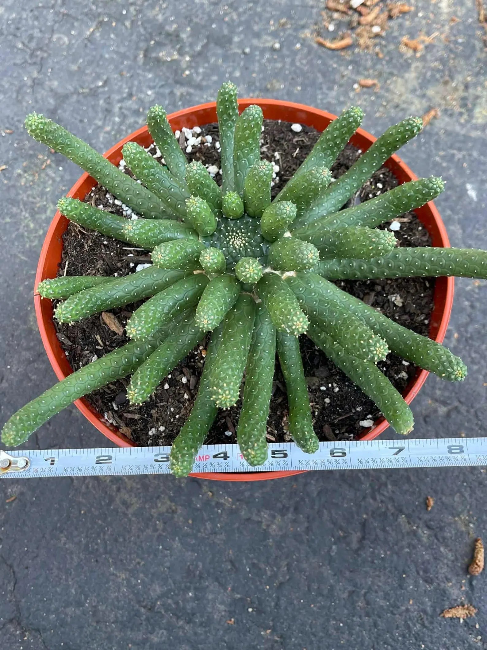 8” Euphorbia Medusa Inermis | Rare Easy Care Cactus | Live Succulent
