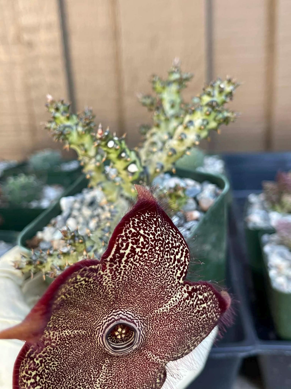 Persian Carpet Succulent Live Plant | Rare Flowering Succulent | 3.5-Inch Collector Plant