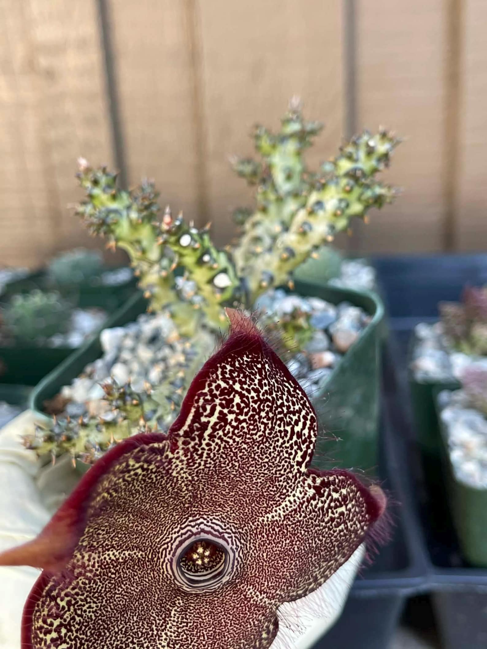 Persian Carpet Succulent Live Plant | Rare Flowering Succulent | 3.5-Inch Collector Plant