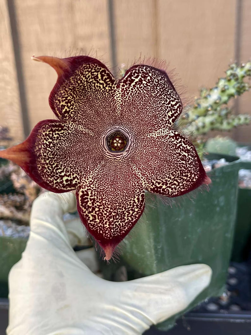 Persian Carpet Succulent Live Plant | Rare Flowering Succulent | 3.5-Inch Collector Plant