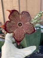 Persian Carpet Succulent Live Plant | Rare Flowering Succulent | 3.5-Inch Collector Plant