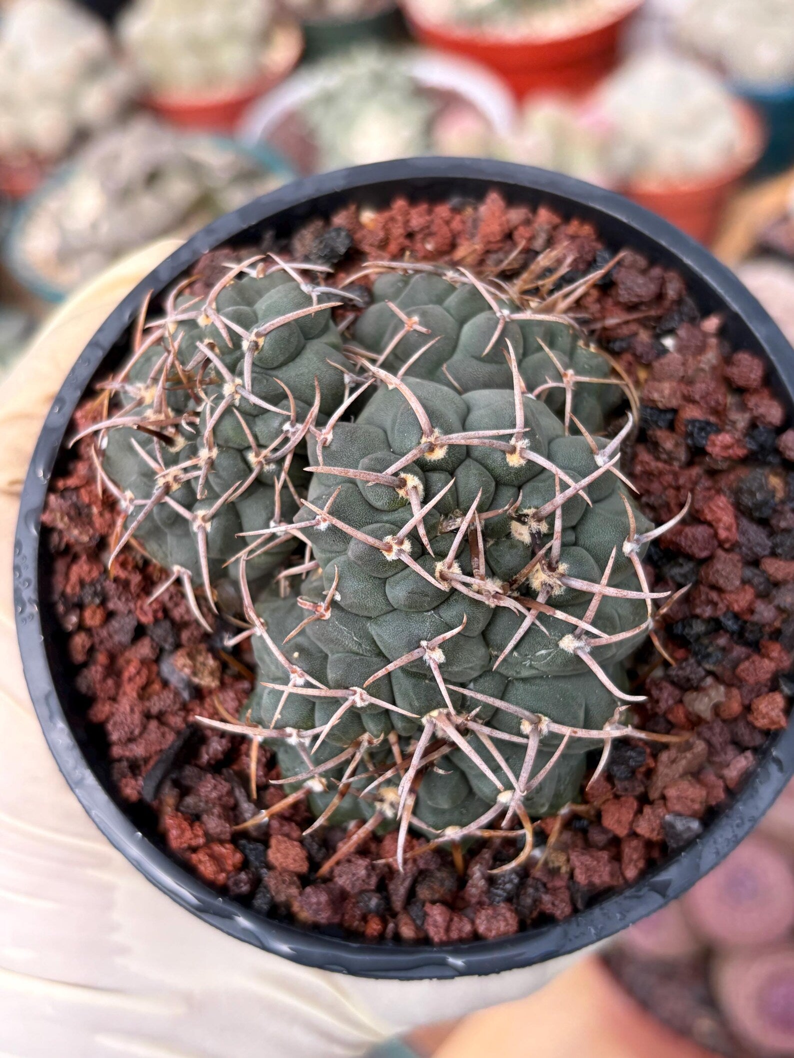Crested Gymnocalycium Vatteri Rare Live Cactus – Exact Crested Plant #616