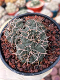 Crested Gymnocalycium Vatteri Rare Live Cactus – Exact Crested Plant #616