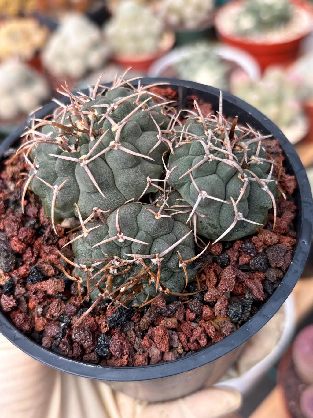 Crested Gymnocalycium Vatteri Rare Live Cactus – Exact Crested Plant #616