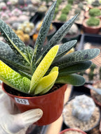 Variegated Gasteria Cluster #613 | Rare Live Succulent Plant | Collector Houseplant