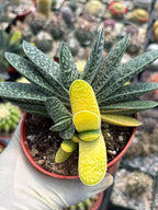 Variegated Gasteria Cluster #613 | Rare Live Succulent Plant | Collector Houseplant