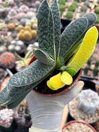 Variegated Gasteria Cluster #613 | Rare Live Succulent Plant | Collector Houseplant
