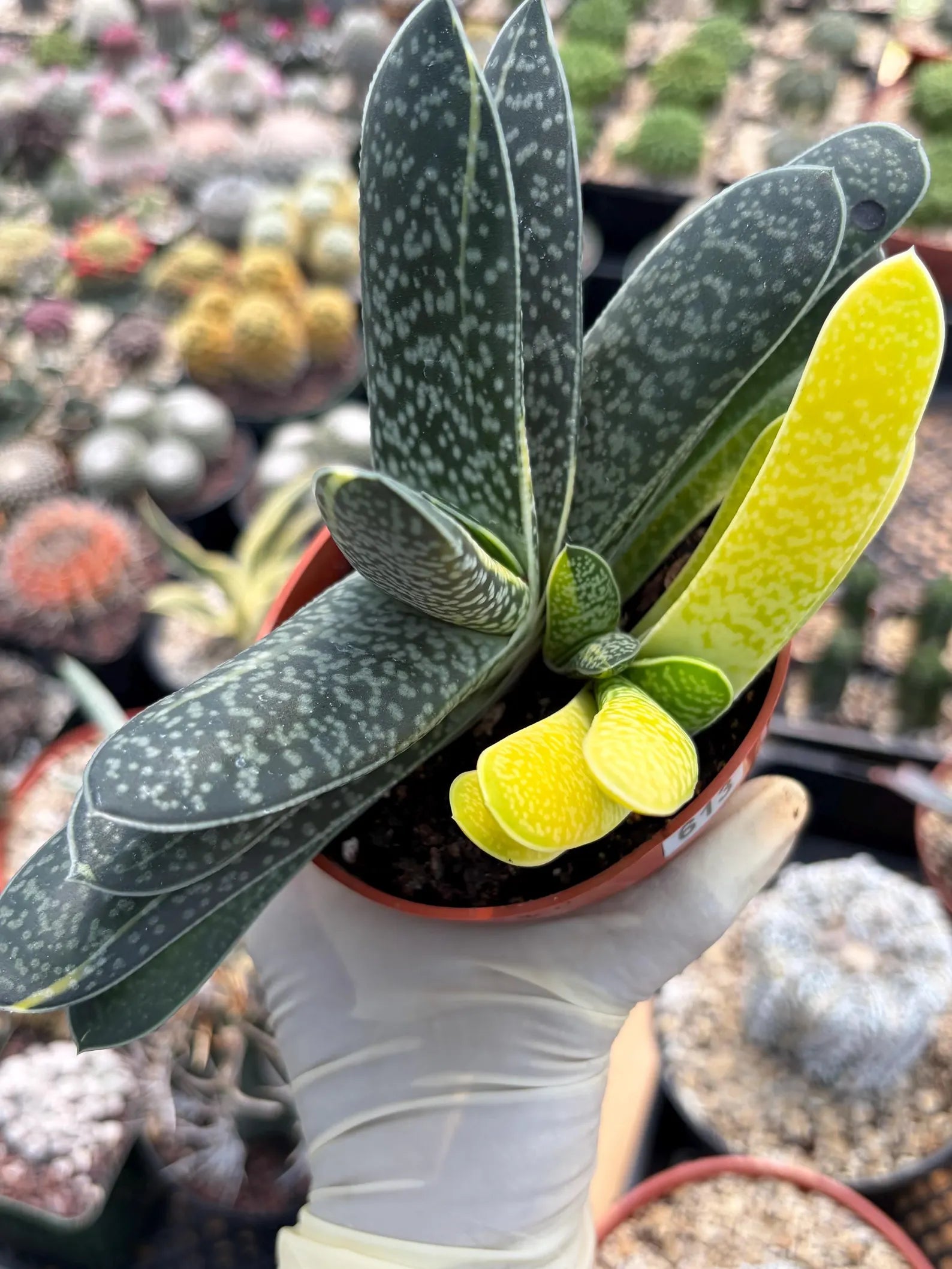 Variegated Gasteria Cluster #613 | Rare Live Succulent Plant | Collector Houseplant