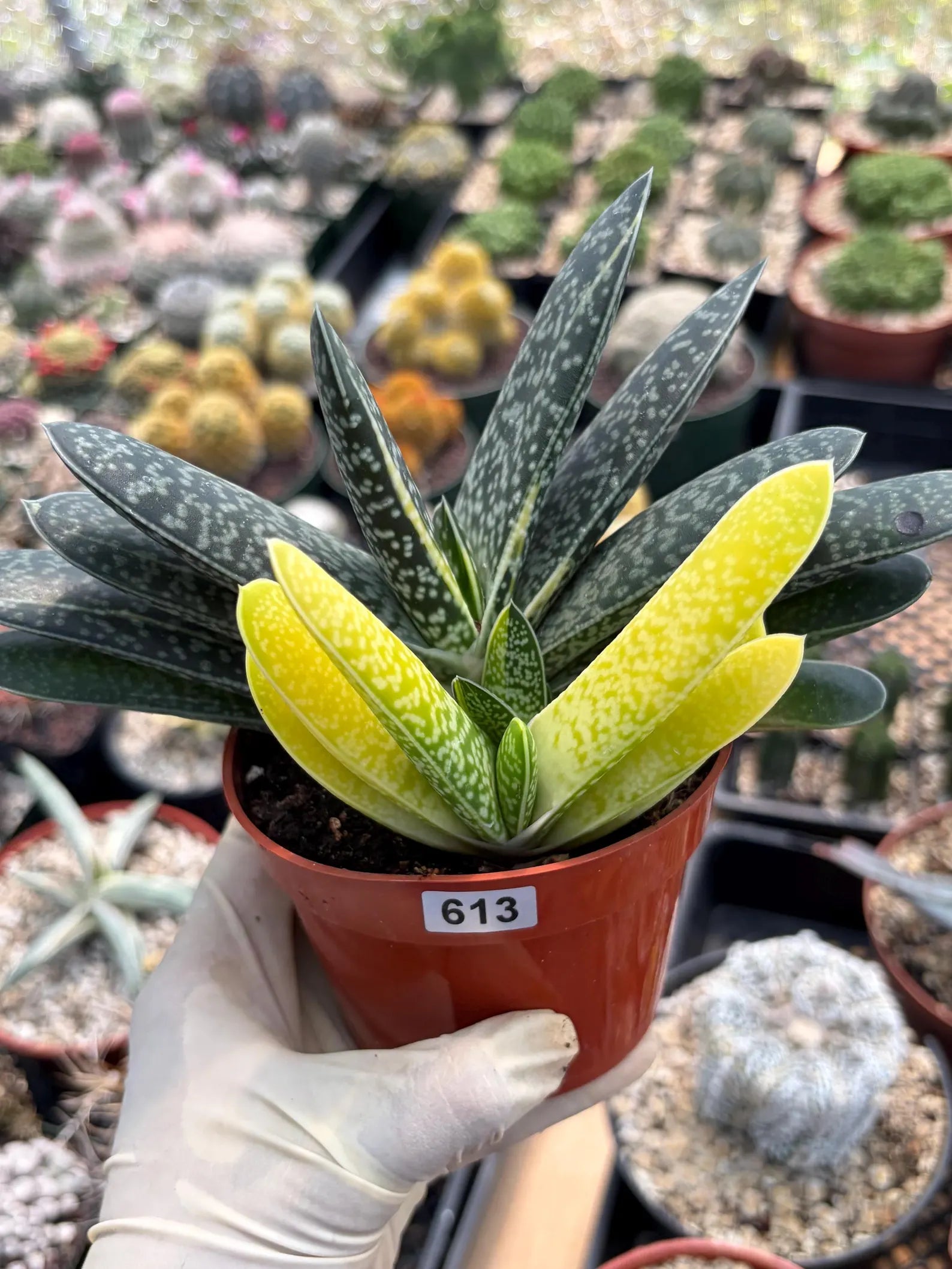 Variegated Gasteria Cluster #613 | Rare Live Succulent Plant | Collector Houseplant