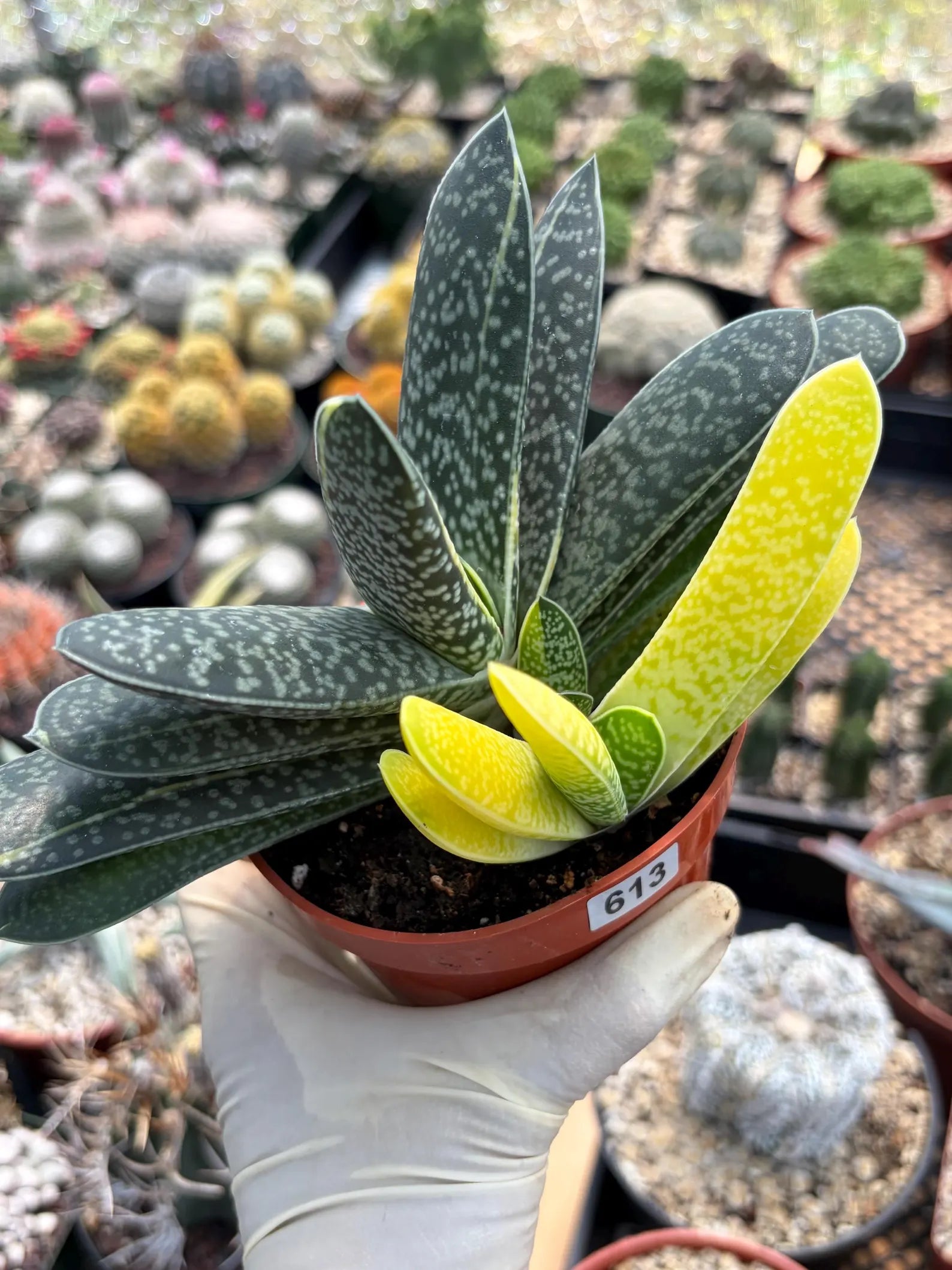 Variegated Gasteria Cluster #613 | Rare Live Succulent Plant | Collector Houseplant