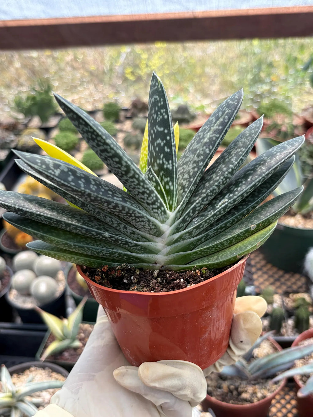 Variegated Gasteria Cluster #613 | Rare Live Succulent Plant | Collector Houseplant