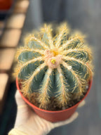 Balloon Cactus with Pups Live Cactus #606