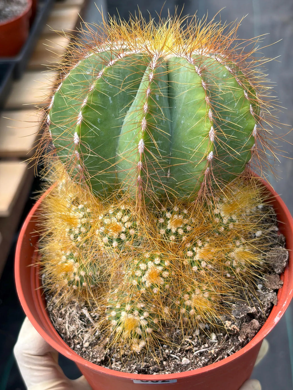 Balloon Cactus with Pups Live Cactus #606