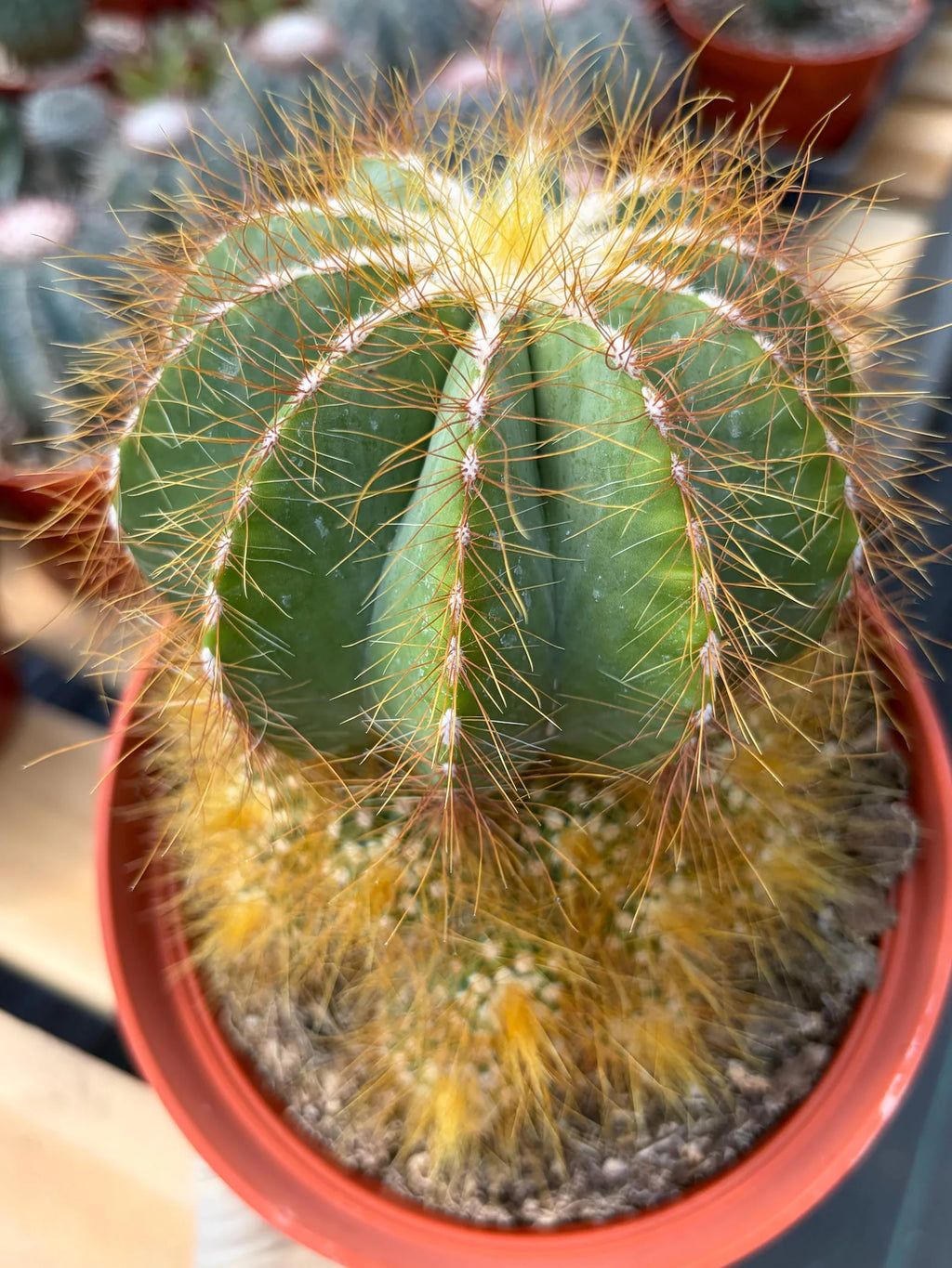 Balloon Cactus with Pups Live Cactus #606