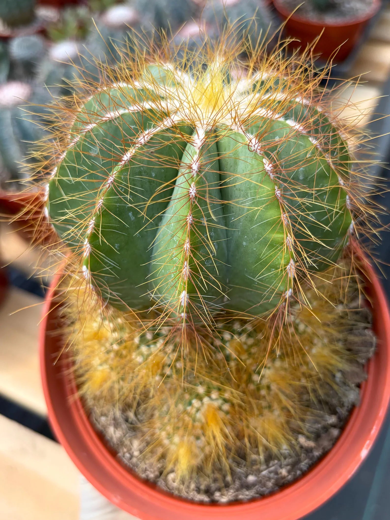 Balloon Cactus with Pups Live Cactus #606