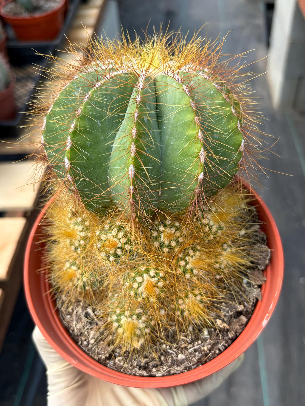 Balloon Cactus with Pups Live Cactus #606