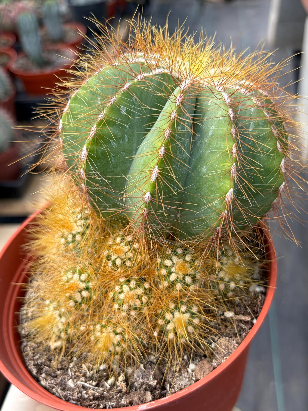 Balloon Cactus with Pups Live Cactus #606