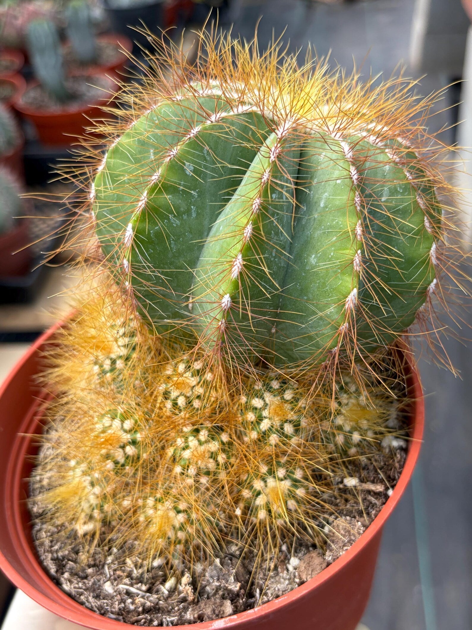 Balloon Cactus with Pups Live Cactus #606