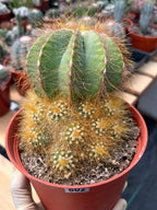 Balloon Cactus with Pups Live Cactus #606