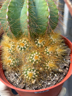 Balloon Cactus with Pups Live Cactus #606