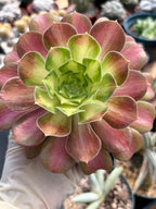 Variegated Aeonium Live Succulent Plant | 4 Inch Easy Care Rare Colorful Succulent
