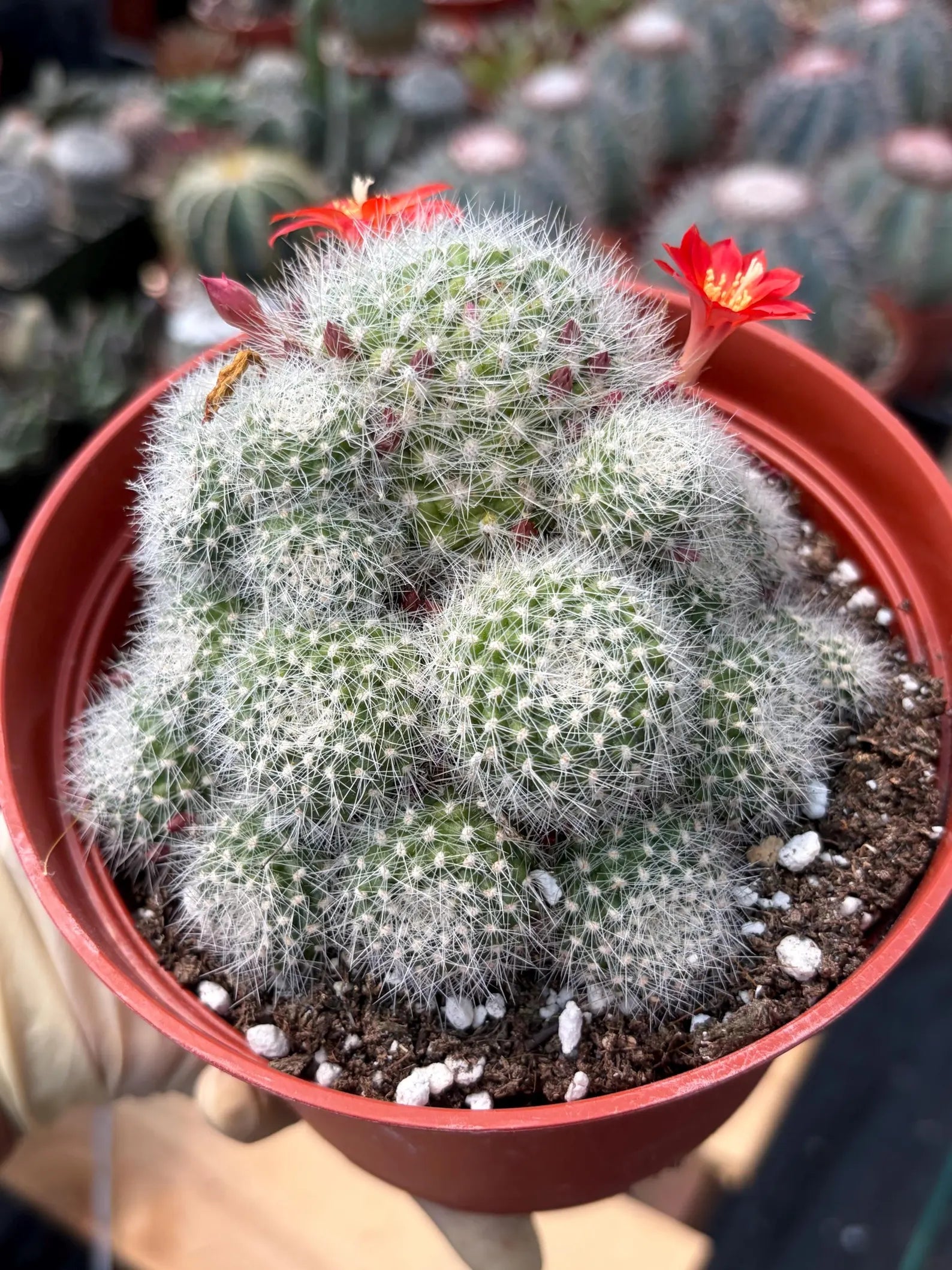 Rare Rebutia Minuscula White Cactus – Live Cactus Plant with Red Flowers #603