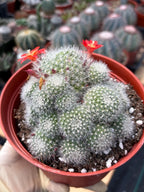 Rare Rebutia Minuscula White Cactus – Live Cactus Plant with Red Flowers #603